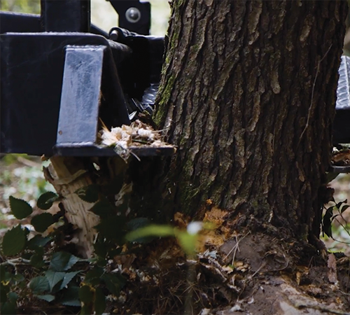 Marshall saw cutting down tree